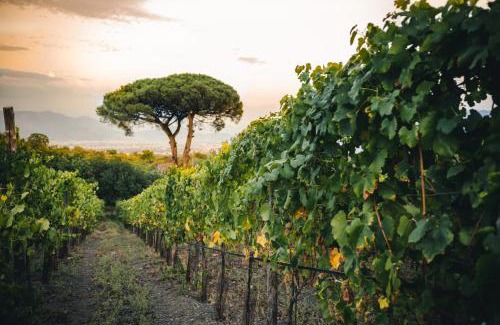 Trecase House | Vigna delle Rose