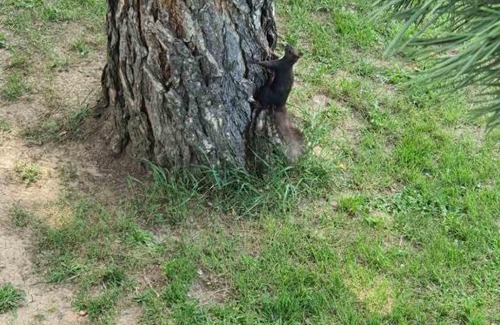 Petrovaradin House | Vikendica Domazetov