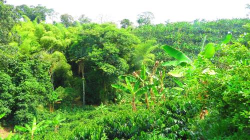 Filandia House | Villa Elena Casa de Campo