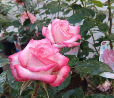 Saint-Paul-les-Dax House | Villas Paradis