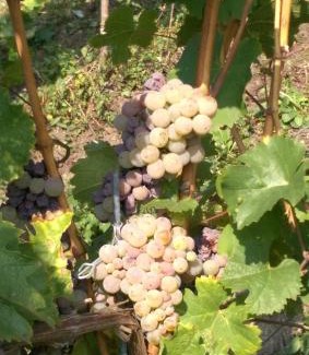 Lieser House | Wein- und Gästehaus Genetsch