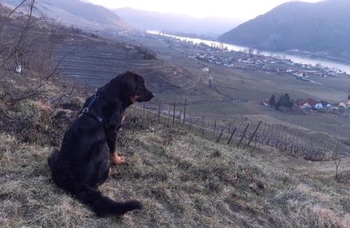 Weissenkirchen in der Wachau House | Weinbau Weidenauer