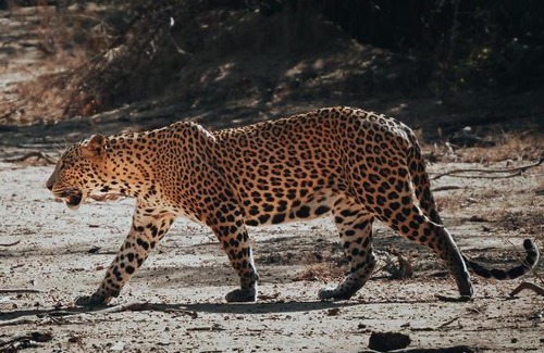 Palatupana Other | Wild Trails Yala by Suri