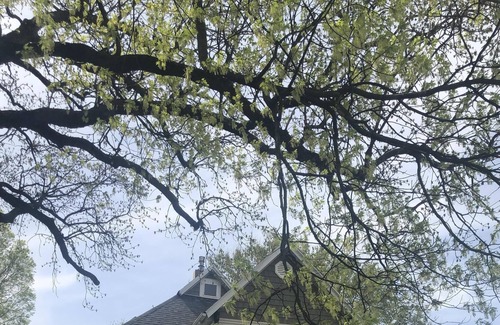 Springfield House | Woodland Heights Neighborhood-Early 1900's Victorian home - freshly renovated