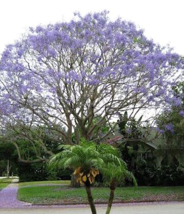 1620 - Short Term Available message Jo-An