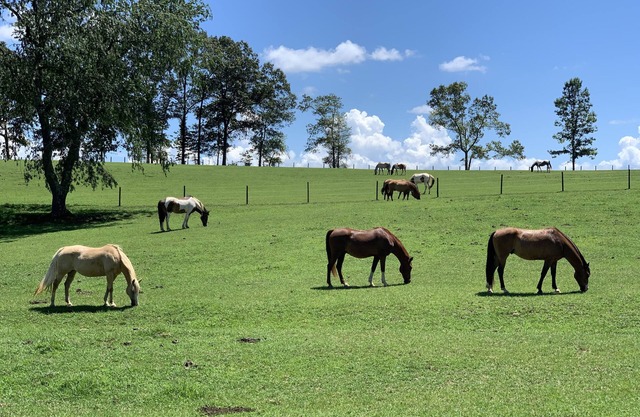17 Acre Private Horse Farm~Fireplace~Hot Tub~Quiet~Secluded