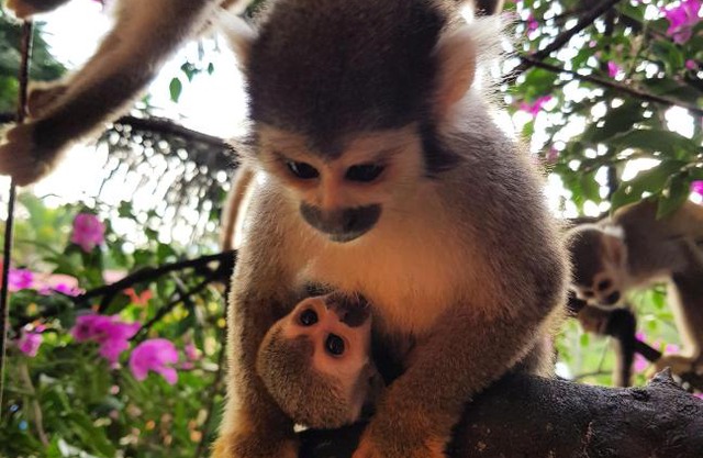 Balneario Chorillano
