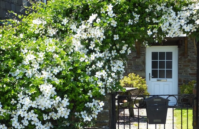 Bath Cottage, Woolley. 200 yr old stone cottage in charming North Cornish hamlet