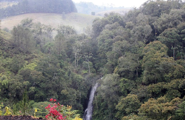 Cascada Cafe Retiro (Waterfall Café Retreat) Colombia Coffee Farm Experience PPN