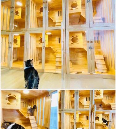 Cat Hotel Hatyai by Krissana Mansion cat only