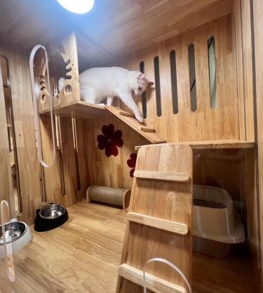 cat hotel hatyai cat only