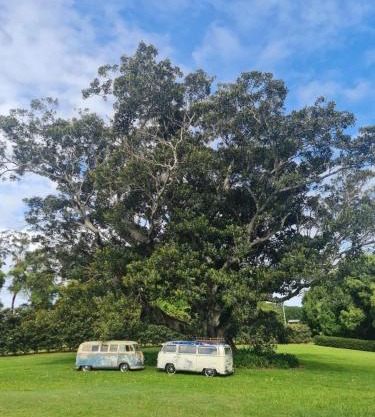 Cedia at Byron Bay Hinterland