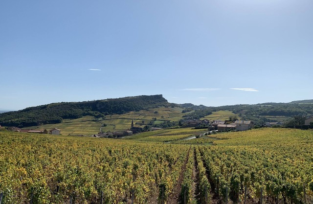Character house with view surrounded by vineyards