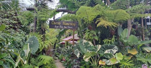 Cherry HomeStay & coffee