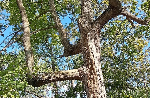 Cozy cabin close to Kinkaid Lake Murphysboro