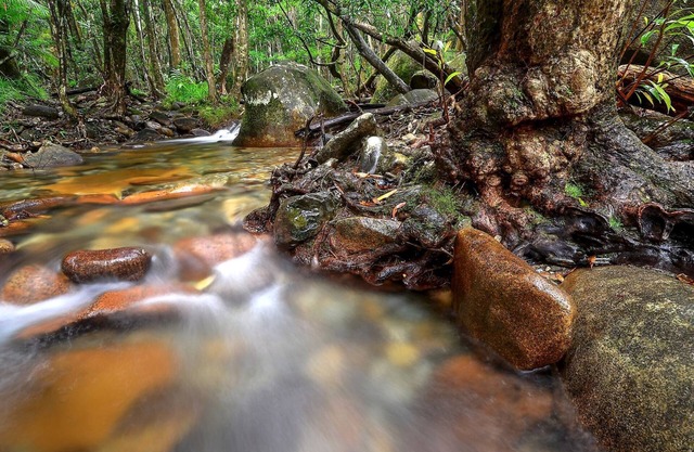 Daintree Cascades The Cottage