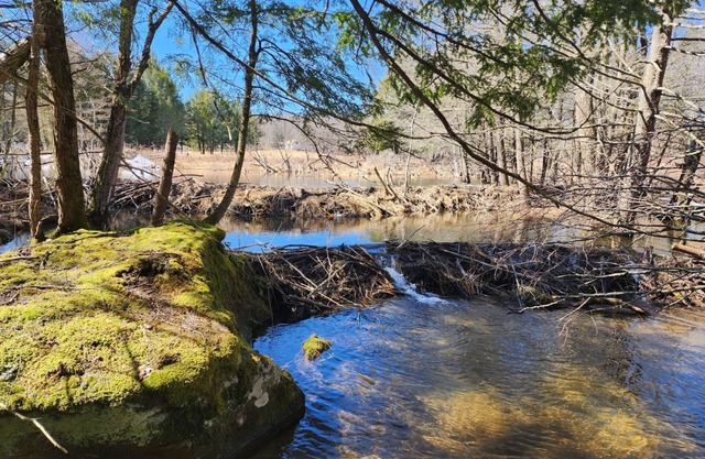 Farmhouse Style Apartment Located On a Serene 50+ Acres Featuring Creeks & Ponds