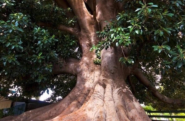 Fig Tree Motel