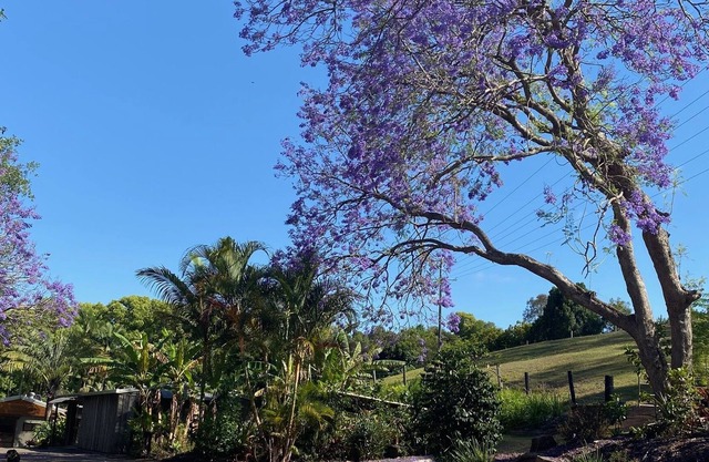 Frog Cottage - Noosa Hinterland - Dog and Horse Friendly