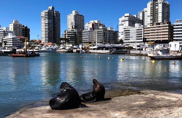 Funcional y Acogedor Apto. en la Península de Punta del Este