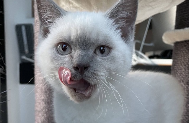 Gemütliches Appartment mit Großem Garten