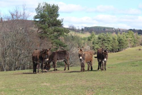 gite à la ferme