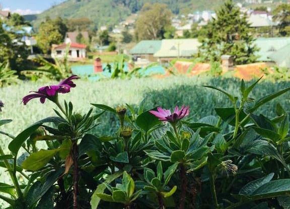 Green cottage