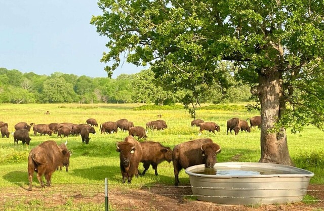 Home on the Range ~ An escape to wildlife in Aggieland!