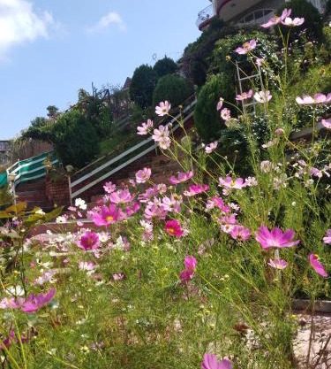 Hotel Victoriya Palace,Mcleod Ganj