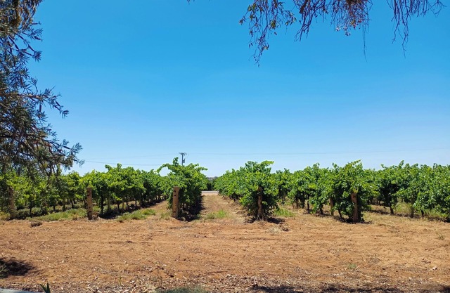 House By The Vines