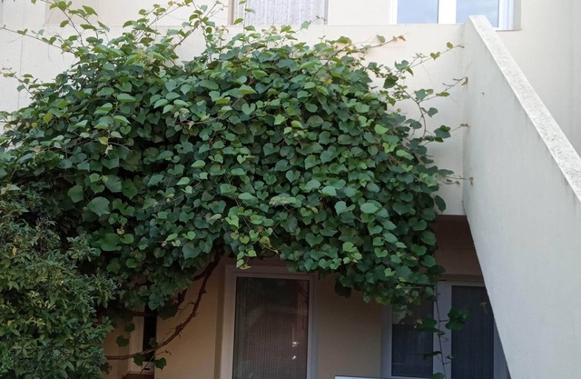 House in the heart of the Empordà. By train station and 15 km from the beach