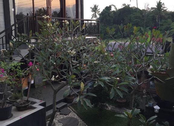 Kamol House Ubud