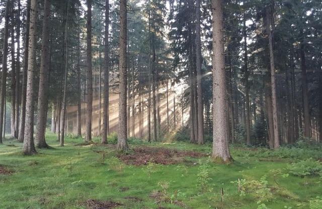 Kuckuckstraum