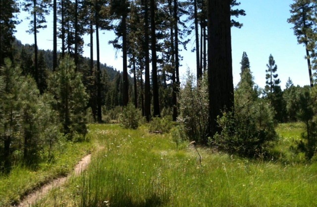 “Let Your Den Be The Forest”. Large One Bedroom Condo Adjacent To The National