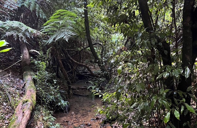 Log Cabin OFF GRID, fire place, balconies/library/Rain forrest, walk, swim.