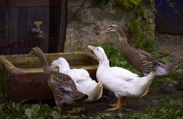 Lovely 18th Century Courtyard Cottage, Authentic Charm abides in Hidden Ireland!