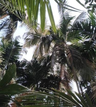 MADHULI COTTAGE