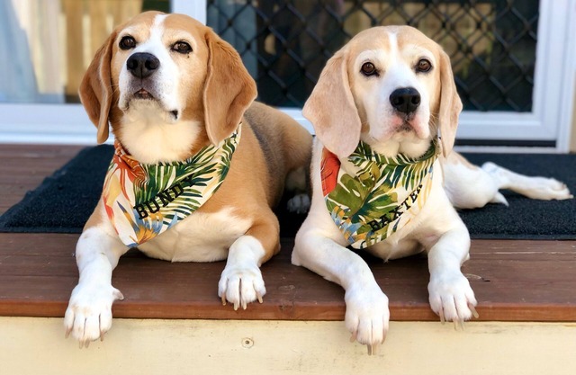 MODERN CLEAN PET FRIENDLY VILLA, SHORT STROLL TO BONGAREE FORESHORE,CAFES,CLUBS
