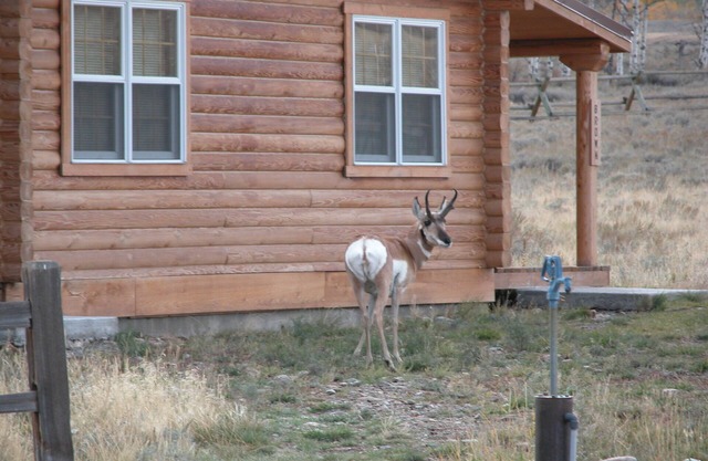 Montana Spirit Guest Cabin -30 acres on the Madison River,
