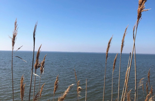 Near Chincoteague & Assateague IslandnCharming 2-bedroom cottage