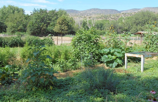 Oasis by the Wilderness