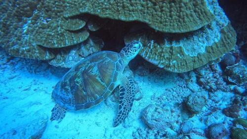 Paradise by Rashuthere Maldives
