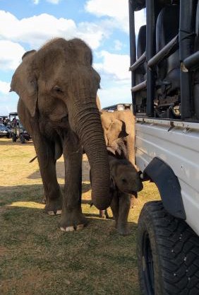 Pinnacle Safari Resort