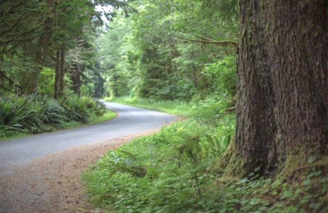 Primitive Tent Site #9- Beautiful Forested Property