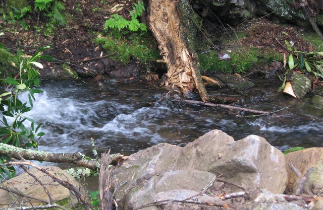Secluded with bold creek at 4000 elevation