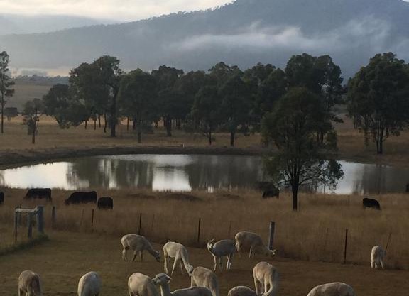 Starline Alpacas Farmstay Resort