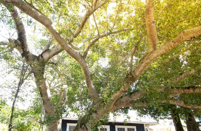 Sweeping Ocean Views, Very Private Cottage
