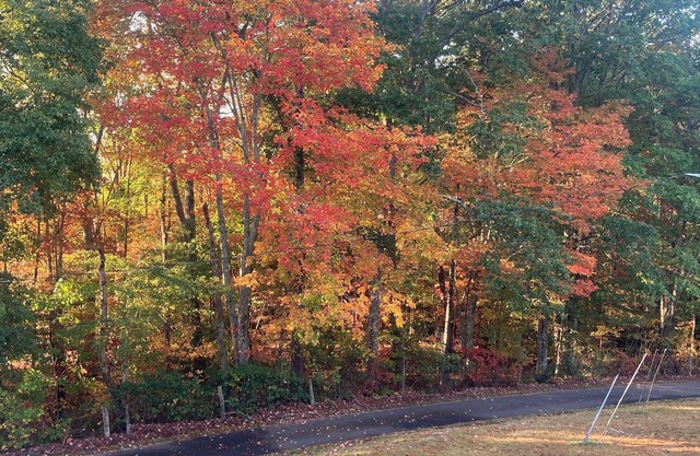 The Blueridge Bungalow