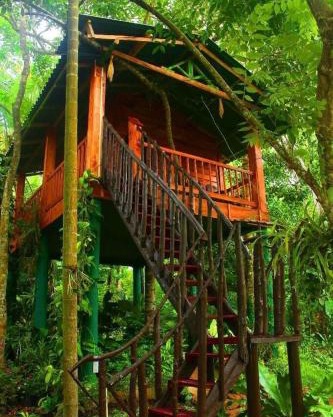 The Hidden Treehouse