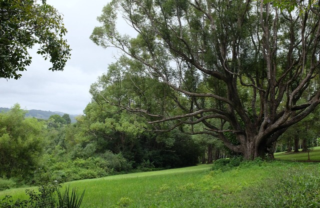 Tranquil rainforest apartment, close to Bangalow village, 15 mins to Byron Bay